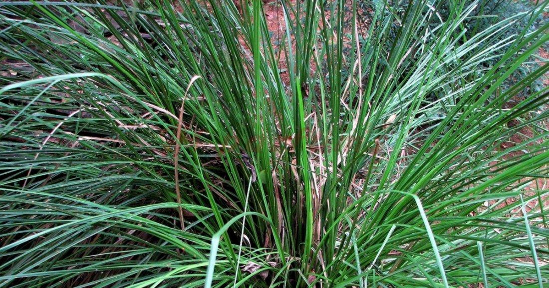 vetiver